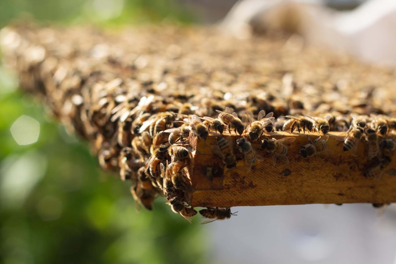 Managing Bee Populations at the Capital Area Food Bank - Capital Area ...